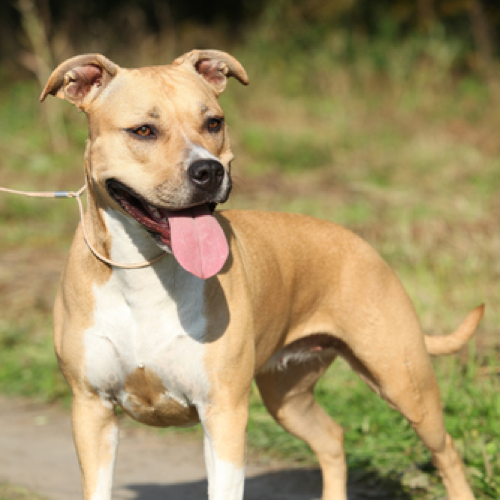 do staffordshire terriers shed