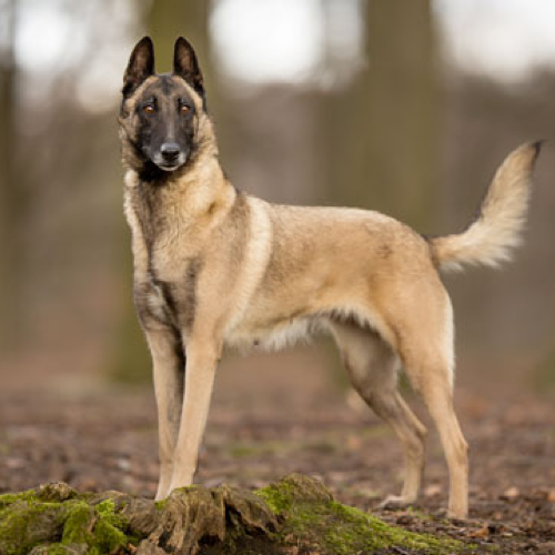 show me pictures of belgian malinois
