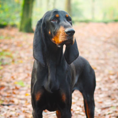 Black and Tan Coonhound | [site:nameBlack and Tan ...