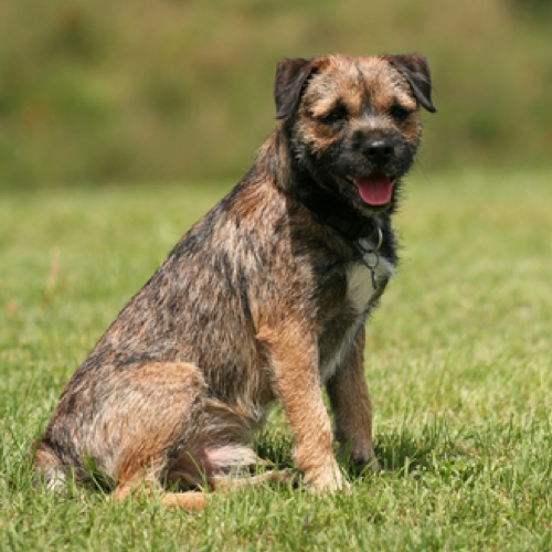 can you trim a border terrier