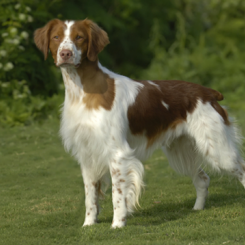 Brittany Spaniel grooming, bathing and 