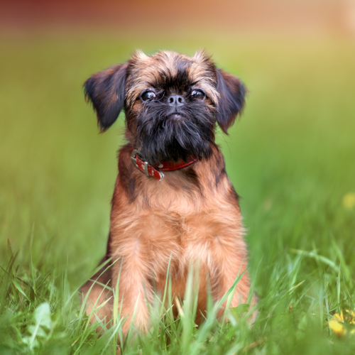 shaved brussels griffon