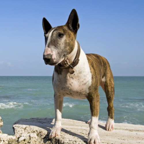 Bull Terrier grooming, bathing and care | Espree