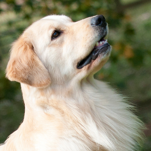 Golden Retriever grooming, bathing and care | Espree