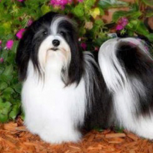 havanese dog long haired