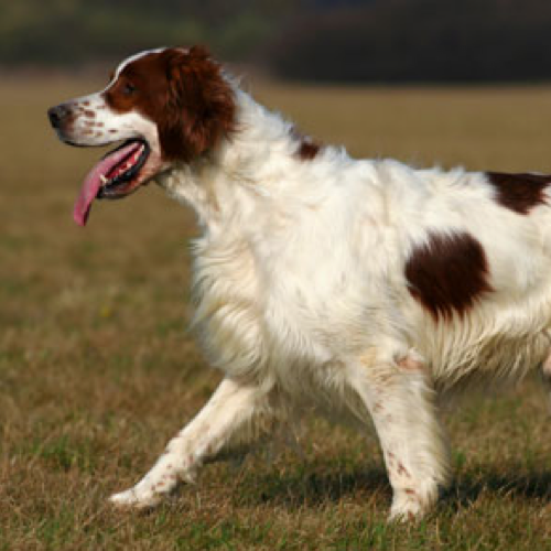 Irish Red and White Setter grooming, bathing and care | Espree