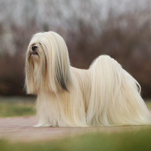 Conversation Concepts Blonde Lhasa Apso Dog Figurine 