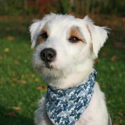how do you groom parson russell terrier