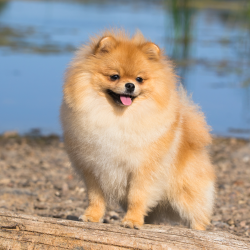 Pomeranian grooming, bathing and care | Espree