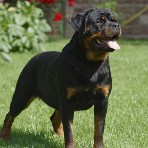 Rottweiler grooming, bathing and care | Espree