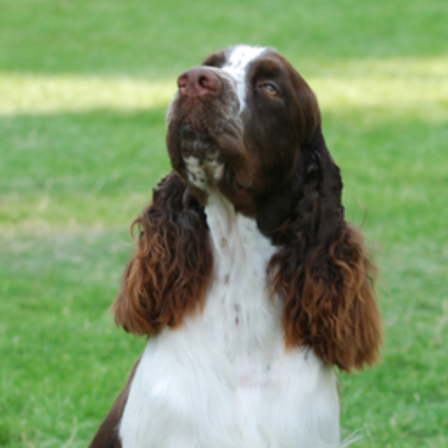English Springer Spaniel grooming, bathing and care | Espree
