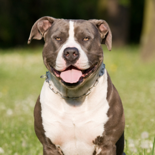 Staffordshire Bull Terrier grooming, bathing and care Espree
