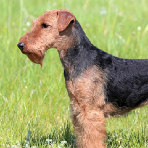 Welsh Terrier grooming, bathing and care | Espree