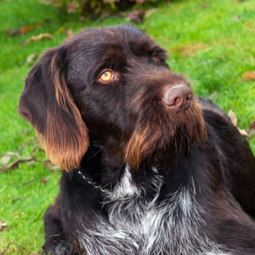 Is Wirehaired Pointing Griffon Good For Dogs