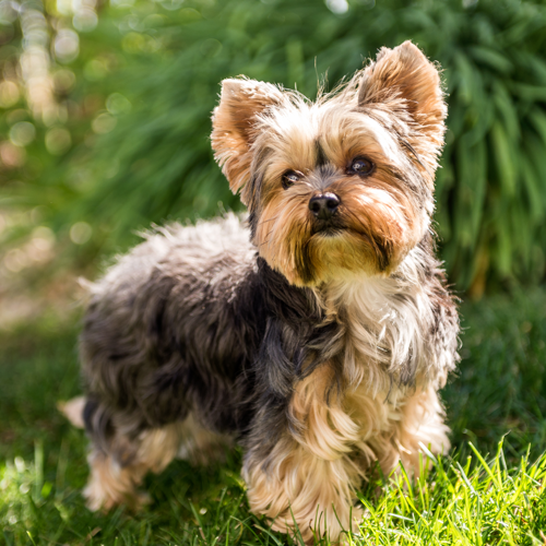 Yorkshire Terrier grooming, bathing and care | Espree